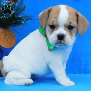 Ginger, Miniature Bulldog Puppy